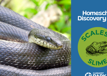 The left side of the image is a photo of a black rat snake. On the right side, the words "Homeschool Discovery Days" are written over a blue background. Underneath, "Scales & Slime" is written in a st